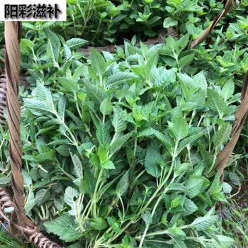 伟博新鲜凉粉草500克烧仙草原料仙草蜜仙草冻仙人粄仙草干枝叶1斤