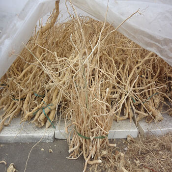 黄花倒水莲 倒吊黄 观音串根干品条云南深山采挖晒干无添加 干品250克