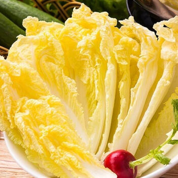 新鲜娃娃菜黄心小白菜农家自种大娃娃菜火锅时令蔬菜 防冻防摔大娃娃