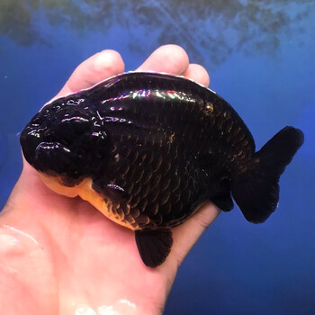 兰寿金鱼观赏鱼纯种奶牛兰寿成鱼精品兰寿小鱼苗赛级 精品黑兰寿8-10