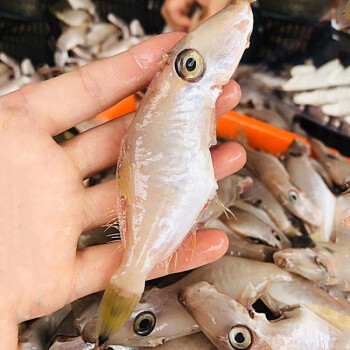 新鮮大號扒皮魚500g剝皮魚冷凍橡皮魚海鮮水產廣東小號扒皮1斤裝一