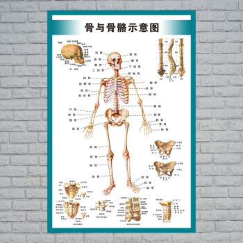 心臟結構圖醫院海報全身器官分佈穴位圖解剖圖掛畫 骨與骨骼示意圖 35