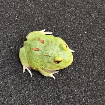 角蛙皇上活体爬宠两栖宠物蛙绿角蛙黄金活物活体宇治34cm