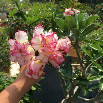 沙漠玫瑰花苗盆栽四季花卉绿植物老桩室内阳台小盆景开花不断 大乔