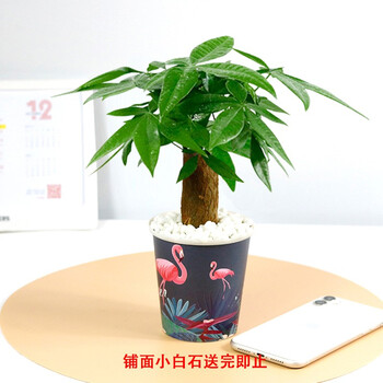 种着玩三杆发财树盆栽植物陶瓷盆栽室内花卉绿植土养盆景客厅绿植单杆发财树 彩绘杯 图片价格品牌报价 京东