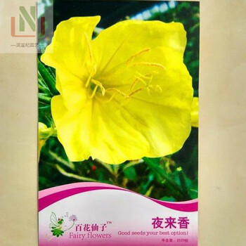 泥盆纪夜来香种子夜香花夜兰香夜丁香千里香驱除蚊虫月见草籽芳香花卉彩l图包装夜来香粒 图片价格品牌报价 京东