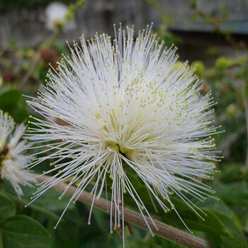 溢睬莲合欢树苗芙蓉树苗绒花树银叶金合欢花树苗树木庭院南北方种植