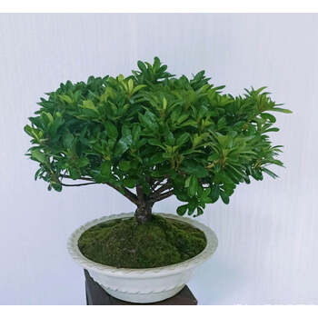 玫红色皋月杜鹃春满园 带盆栽好