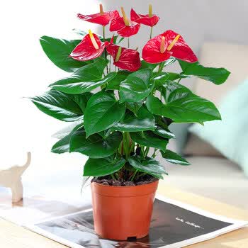 盆栽植物室内花卉水培一帆风顺大盆水养绿植d7红掌原盆含盆