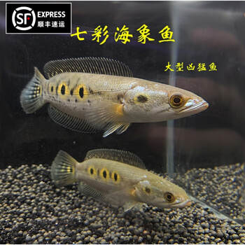 雷龙鱼活体活物七彩海象雷龙鱼加里曼丹雷龙大型凶猛肉食热带淡水观赏鱼运输包活 岚黛七彩海象15 17cm2条 图片价格品牌报价 京东