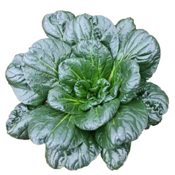 黑塔菜如皋特产乌塌菜趴趴菜新鲜蔬菜露天霜冻苏州黑青