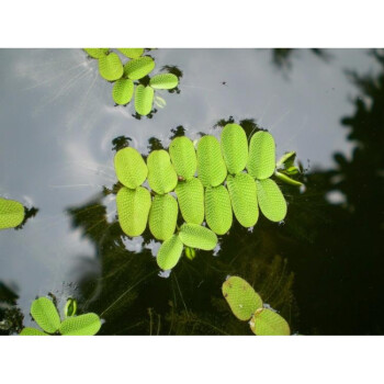 金魚藻水草淡水浮萍蜈蚣草綠菊池塘製氧淨化水質水族魚缸好養易活