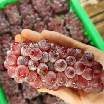 吉娃娃葡萄袖珍小葡萄小无籽葡萄当季新鲜孕妇水果1000g装