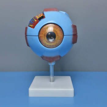 富林(folee)人体眼球模型眼球模型人体眼睛结构6倍放大可拆五官医学