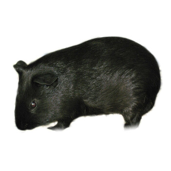 动物活体荷兰猪一只 一对 一公一母 荷兰猪活体幼体 宠物仓鼠活体