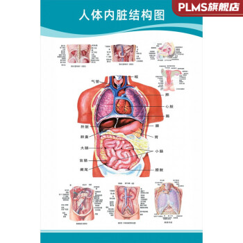 医院科室挂图医院科室头部脑神经人体解剖结构示意图大脑血液循环医学