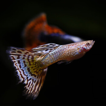 鱼官儿孔雀鱼银河马赛克1对