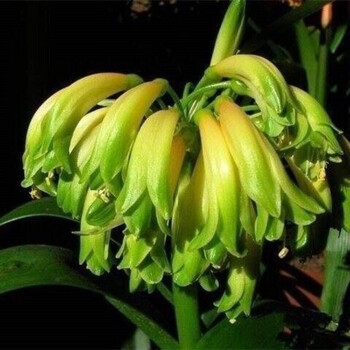 君子兰花苗盆栽四季开花卉绿植室内外盆栽大苗sm, 【绿垂】 【4-6片