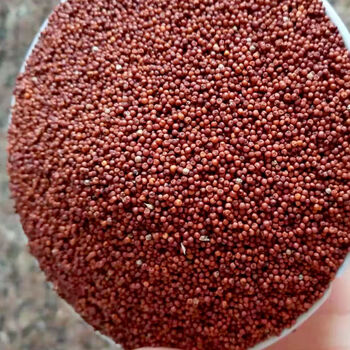 晨臻 新鲜鸭脚粟广西岑溪矮脚粟粉粟米粒龙爪粟铲子粉拳头粟穇子米