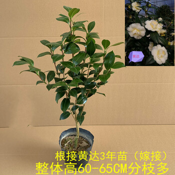 山茶花盆栽苗黄色系列之黄达茶花花开黄色庭院植物绿植阳台植物四季茶花花苗真花花草林木种植室外花卉室内花嫁接黄达3年苗 6月 打苞 原土发货不含盆 图片价格品牌报价 京东