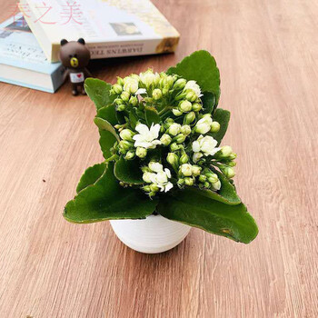 卉大花长寿花花苗批发大花白鲸带花苞白色塑料吸水盆带盆栽好加水即养