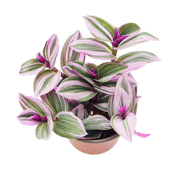 油画婚礼吊兰盆栽植物批发办公室内垂吊花卉绿植种植花苗基地直发 1盆