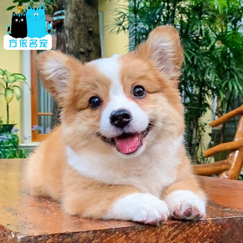 30天质保纯种柯基幼犬柯基犬矮脚狗小短腿狗活体宠物狗小型犬威尔士柯基犬短腿犬小狗崽活物宠物狗狗上海 图片价格品牌报价 京东