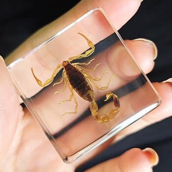 巴象小动物真实昆虫树脂真虫金龟子蝎子蜘蛛知了甲虫标本海洋奖品礼盒