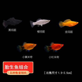 ajaj胎生魚瑪麗魚皮球魚觀賞魚黑瑪麗球小型淡水熱帶魚下崽狂魔米奇魚