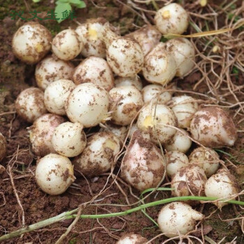 苦藠头四川新鲜团葱苦芥苦叫苦蕌头小蒜苦茭团葱野葱头薤白大号精品1