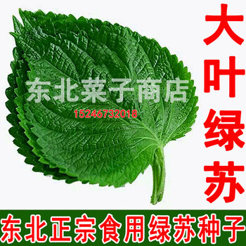 新东北苏子叶种子白苏绿叶可留种食叶食籽大叶双面绿苏种子500粒散装