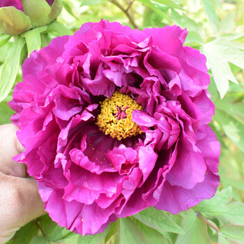 牡丹花苗观赏重瓣花卉鲜花阳台室内庭院盆栽种牡丹王大苗d7紫罗兰8年