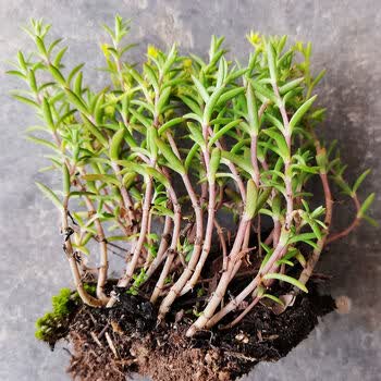 抗肿癌草草垂盆草正宗野生现采中药材三叶佛甲草央视同款包种活30棵带