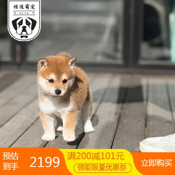 柴犬幼犬柴犬幼犬幼崽纯种柴犬狗宠物狗狗活体小狗宠物活体狗崽宠物级s级公 图片价格品牌报价 京东