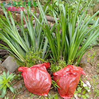 山奈苗  贵州黔东南特产五香草三奈山赖随手香盆栽 随手香盆栽