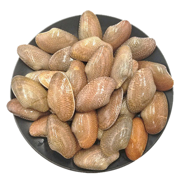 猫扑鱼油花甲活冻花蛤贝类鲜活花蚬子1斤海鲜 大花甲【30-40个/斤】