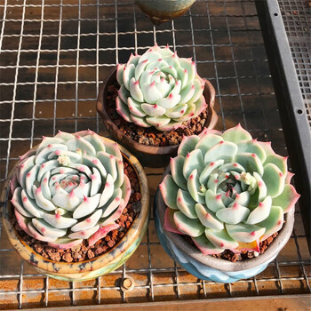 多肉新手套餐多肉植物盆栽组合套装肉肉植物吉娃娃4 6cm 不含盆土 图片价格品牌报价 京东