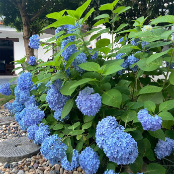 华苗木云绣球花欧洲木绣球玫瑰盆栽圆锥绣球无尽夏花手鞠庭院观花绣球花苗花园植物22新品纱织小姐 星之樱 艾薇塔3款 图片价格品牌报价 京东