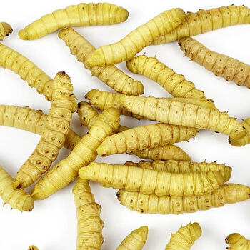 山东大豆虫新鲜黄豆地半斤多规格冷冻大豆虫大个活体速冻豆青虫烧烤猪