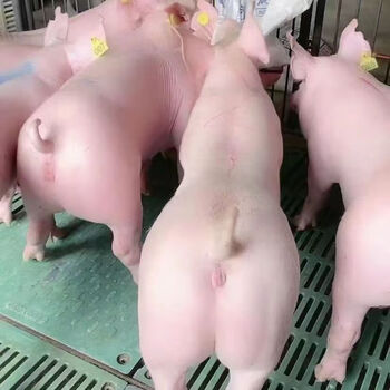 纯种长白长太二元三元20斤30斤育肥小猪仔肉猪大约克母猪活猪 三元