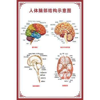 人體骨骼圖大掛圖器官示意圖內臟結構圖穴位圖人體肌肉解剖圖海報人體