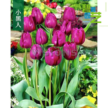 郁金香大种球室内外阳台盆栽好养花苗水养绿化花海植物花种子小黑人5