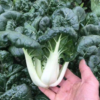 油菜种籽小白菜四季易种青菜籽阳台秋冬季蔬菜种孑籽黑油白菜原装8包