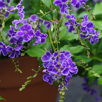 牽掛蕾絲金露花巧克力花苗甘露花多年生植物室內外盆栽四季開花卉金露