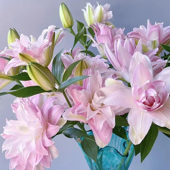 10朵粉色重瓣百合【图片 价格 品