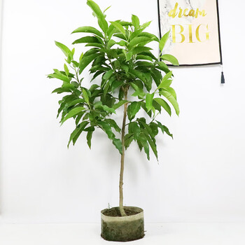 白兰黄桷兰嫁接花苗十里飘香白玉兰花树苗 黄兰地栽花卉绿植 黄兰8年