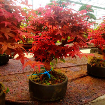 农民老史日本红枫盆景红舞姬盆栽老桩四季红枫树苗带叶子室内阳台庭院