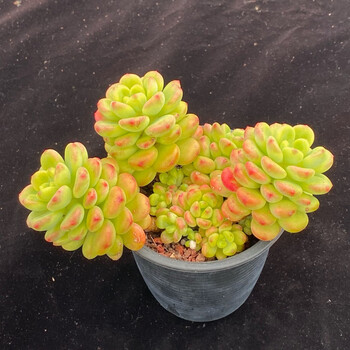 香格里拉多肉植物稀有精品老桩带有香味盆栽 4头起 不含盆