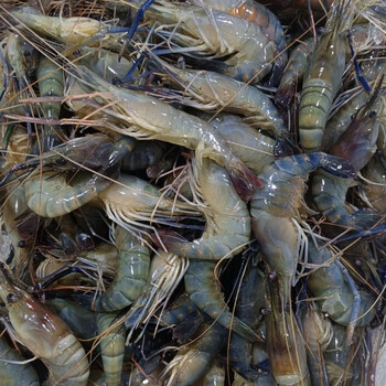 1000g大河虾罗氏虾大头虾10头1斤鲜虾活虾速冻罗氏虾火锅海鲜批发