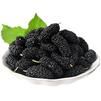 [jd顺丰空运]2021年新鲜桑葚水果现摘桑葚果桑椹黑桑果 生鲜 2盒